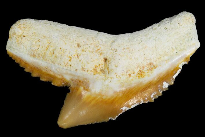 Fossil Tiger Shark Tooth - Bone Valley, Florida #113862